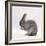 Silver Fox Male Rabbit, Licking Front Paws, Face Washing-Jane Burton-Framed Photographic Print