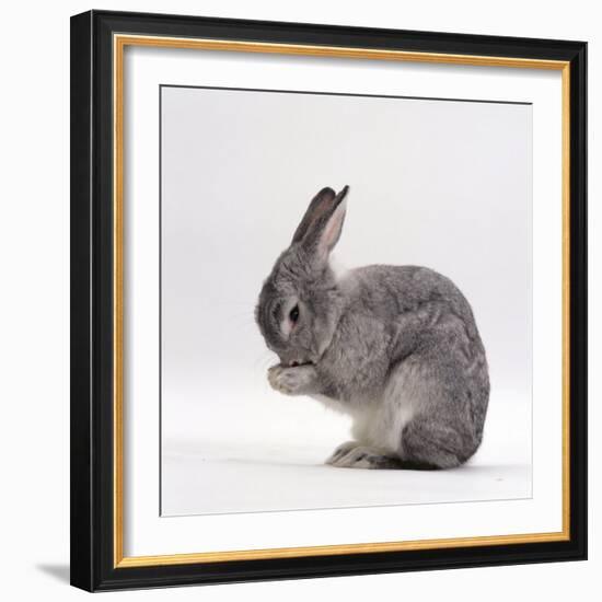 Silver Fox Male Rabbit, Licking Front Paws, Face Washing-Jane Burton-Framed Photographic Print