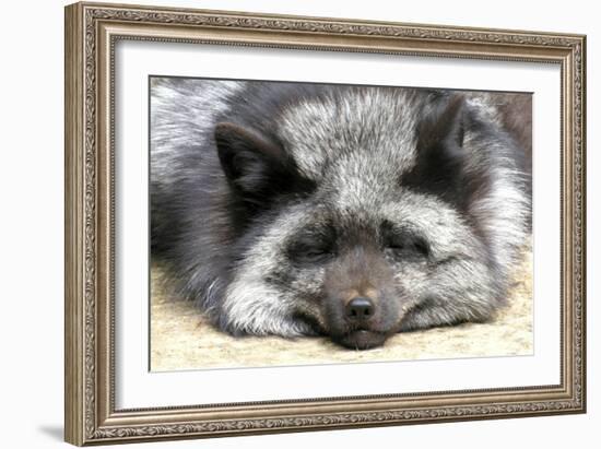 Silver Fox-Lantern Press-Framed Art Print