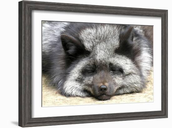 Silver Fox-Lantern Press-Framed Art Print