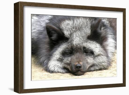 Silver Fox-Lantern Press-Framed Art Print