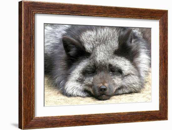 Silver Fox-Lantern Press-Framed Art Print