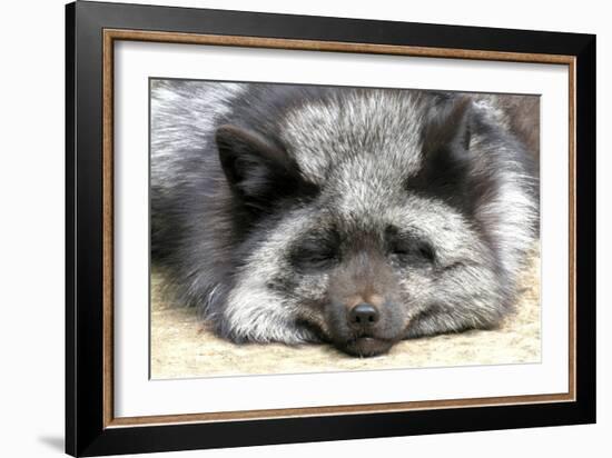 Silver Fox-Lantern Press-Framed Art Print