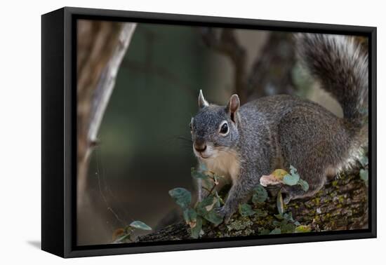 Silver - Gray Squirrel-wollertz-Framed Premier Image Canvas