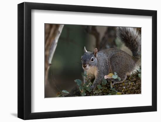 Silver - Gray Squirrel-wollertz-Framed Photographic Print
