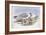 Silver Gull (Larus Novaehollandiae)-John Gould-Framed Giclee Print