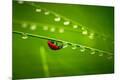 Premium Photographic Print