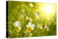 Stretched Canvas Print