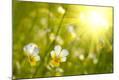 Premium Photographic Print
