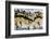 Silver Lace Onyx-Darrell Gulin-Framed Photographic Print