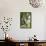 Silver Leaf Langur-Matthew Oldfield-Framed Premier Image Canvas displayed on a wall