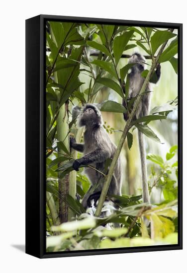 Silver Leaf Langur-Matthew Oldfield-Framed Premier Image Canvas