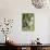 Silver Leaf Langur-Matthew Oldfield-Framed Premier Image Canvas displayed on a wall