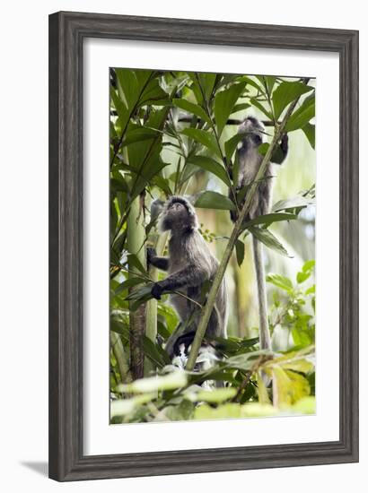 Silver Leaf Langur-Matthew Oldfield-Framed Photographic Print