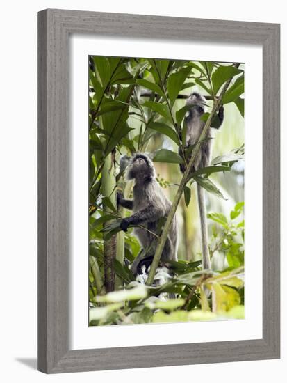 Silver Leaf Langur-Matthew Oldfield-Framed Photographic Print