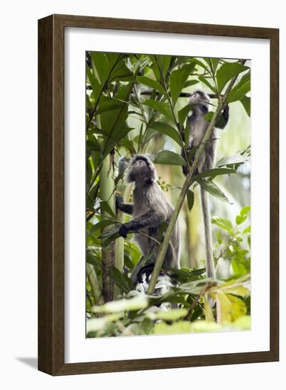 Silver Leaf Langur-Matthew Oldfield-Framed Photographic Print