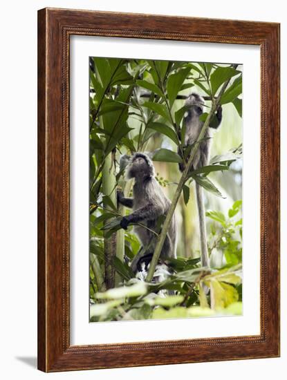 Silver Leaf Langur-Matthew Oldfield-Framed Photographic Print