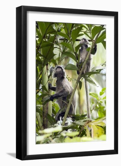 Silver Leaf Langur-Matthew Oldfield-Framed Photographic Print