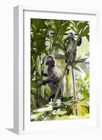 Silver Leaf Langur-Matthew Oldfield-Framed Photographic Print