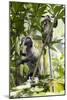 Silver Leaf Langur-Matthew Oldfield-Mounted Photographic Print