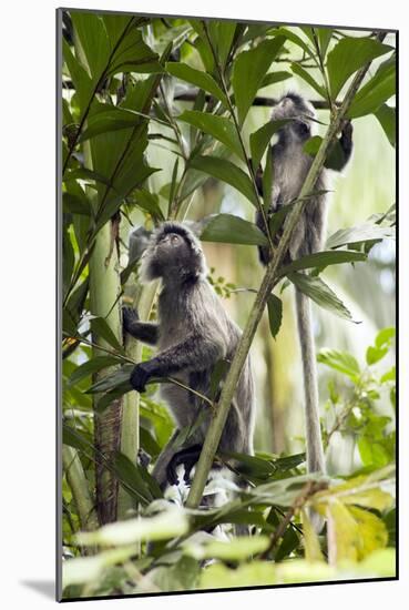 Silver Leaf Langur-Matthew Oldfield-Mounted Photographic Print