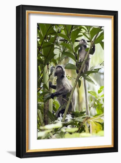 Silver Leaf Langur-Matthew Oldfield-Framed Photographic Print