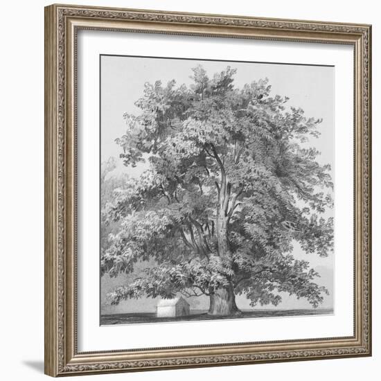 Silver Majesty II-Samuel Williams-Framed Art Print