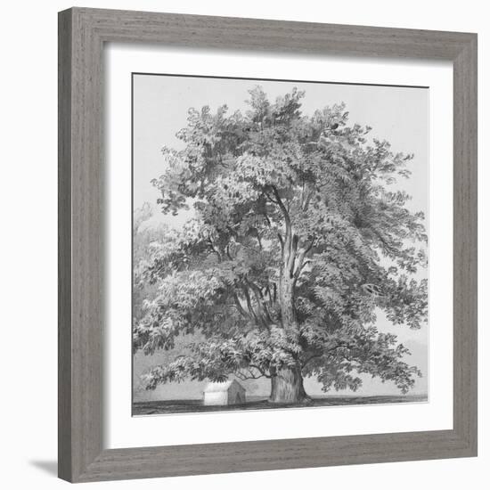 Silver Majesty II-Samuel Williams-Framed Art Print