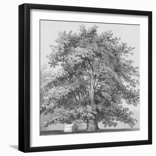 Silver Majesty II-Samuel Williams-Framed Art Print