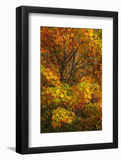 Silver maple tree and fall foliage at Arnold Arboretum, Boston, Massachusetts.-Howie Garber-Framed Photographic Print