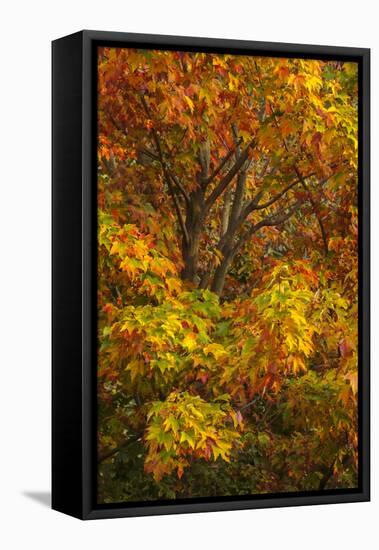 Silver maple tree and fall foliage at Arnold Arboretum, Boston, Massachusetts.-Howie Garber-Framed Premier Image Canvas