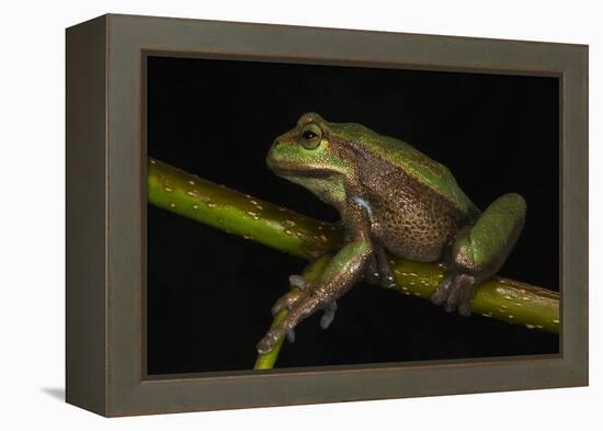 Silver Marsupial Frog Base of Chimborazo Volcano, Andes, Ecuador-Pete Oxford-Framed Premier Image Canvas