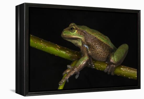 Silver Marsupial Frog Base of Chimborazo Volcano, Andes, Ecuador-Pete Oxford-Framed Premier Image Canvas