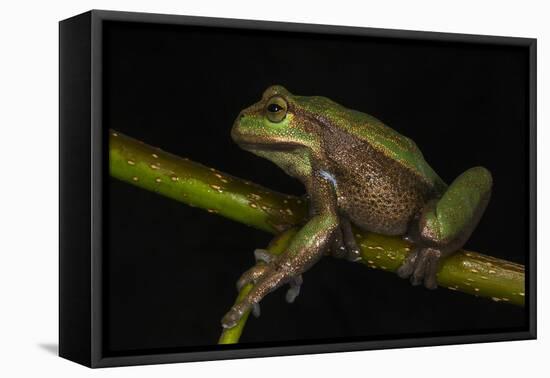 Silver Marsupial Frog Base of Chimborazo Volcano, Andes, Ecuador-Pete Oxford-Framed Premier Image Canvas