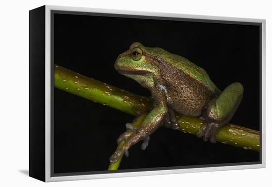 Silver Marsupial Frog Base of Chimborazo Volcano, Andes, Ecuador-Pete Oxford-Framed Premier Image Canvas