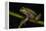 Silver Marsupial Frog Base of Chimborazo Volcano, Andes, Ecuador-Pete Oxford-Framed Premier Image Canvas