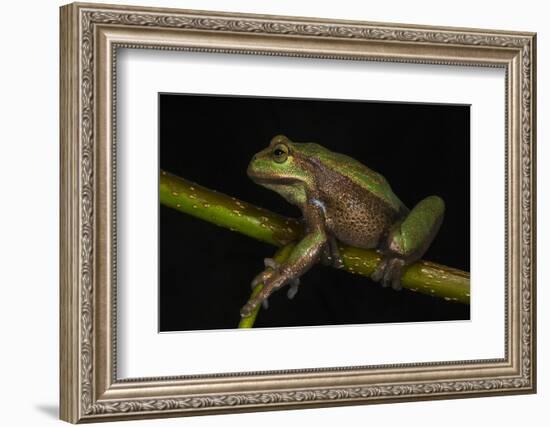 Silver Marsupial Frog Base of Chimborazo Volcano, Andes, Ecuador-Pete Oxford-Framed Photographic Print