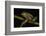 Silver Marsupial Frog Base of Chimborazo Volcano, Andes, Ecuador-Pete Oxford-Framed Photographic Print