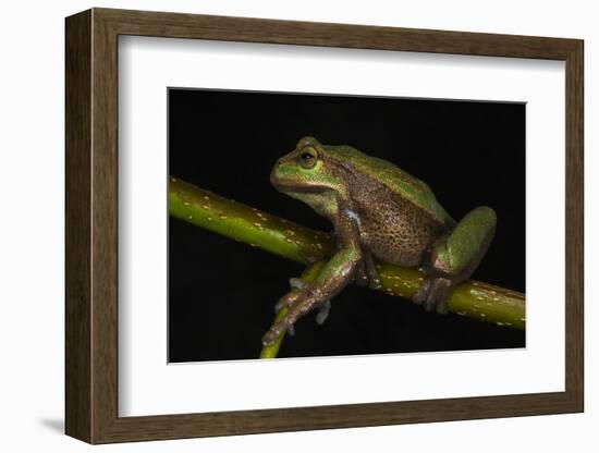 Silver Marsupial Frog Base of Chimborazo Volcano, Andes, Ecuador-Pete Oxford-Framed Photographic Print