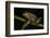 Silver Marsupial Frog Base of Chimborazo Volcano, Andes, Ecuador-Pete Oxford-Framed Photographic Print