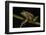 Silver Marsupial Frog Base of Chimborazo Volcano, Andes, Ecuador-Pete Oxford-Framed Photographic Print