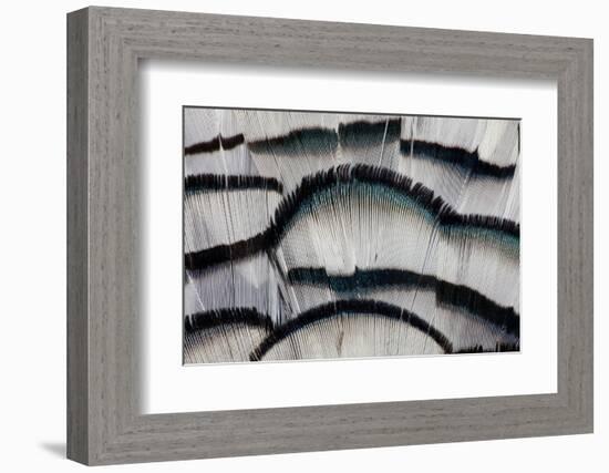 Silver Pheasant Fanned Out Feathers-Darrell Gulin-Framed Photographic Print