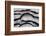 Silver Pheasant Fanned Out Feathers-Darrell Gulin-Framed Photographic Print