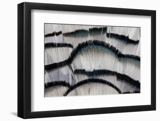 Silver Pheasant Fanned Out Feathers-Darrell Gulin-Framed Photographic Print