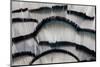 Silver Pheasant Fanned Out Feathers-Darrell Gulin-Mounted Photographic Print