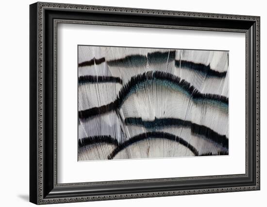 Silver Pheasant Fanned Out Feathers-Darrell Gulin-Framed Photographic Print