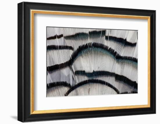 Silver Pheasant Fanned Out Feathers-Darrell Gulin-Framed Photographic Print