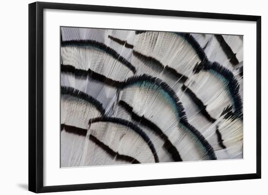 Silver Pheasant Feather Fan Design-Darrell Gulin-Framed Photographic Print