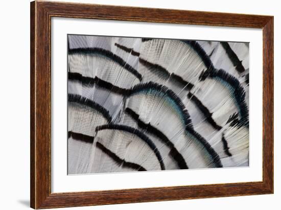 Silver Pheasant Feather Fan Design-Darrell Gulin-Framed Photographic Print