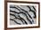 Silver Pheasant Feather Fan Design-Darrell Gulin-Framed Photographic Print